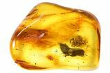 Detailed Fossil Spider (Aranea) In Baltic Amber #81702-1